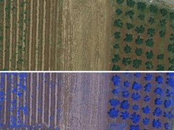Side-by-side aerial farm imagery showing natural-color and blue-highlighted views.